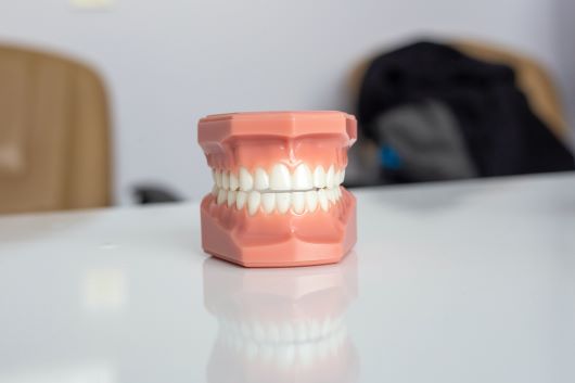 plastic model of upper and lower teeth on white countertop