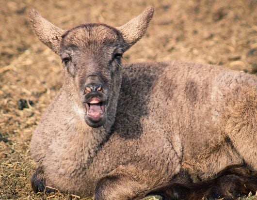 2026-01-17_Insights_TTG_Sheep