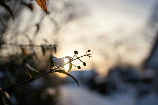 2026-03-14_Insights_TITG_Which Way Canada