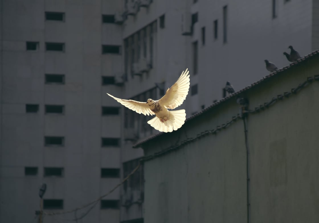 Dove flying in front of buildings