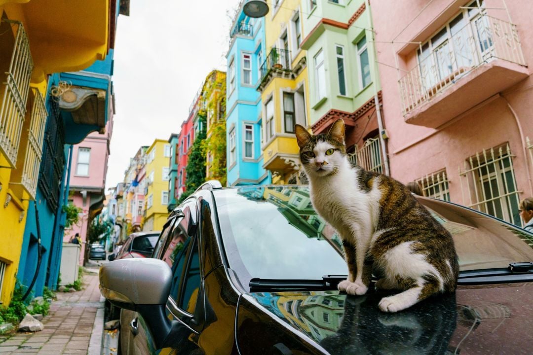 Cat on car in Istanbul